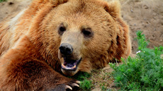 Braunbär_1 (14).jpg